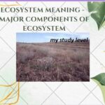 Ecosystem Meaning - Major Components of Ecosystem